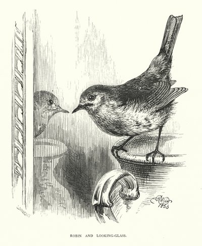 Rudzik i zwierciadło (grafika) autorstwa Harrison William Weir