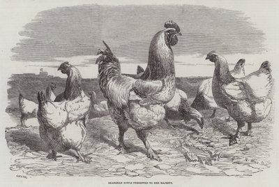 Shanghae Fowls przedstawione Jej Królewskiej Mości autorstwa Harrison William Weir