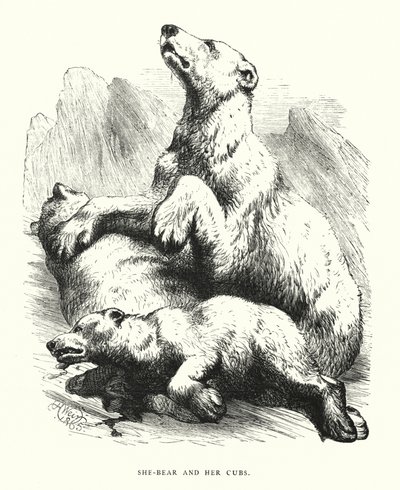 Niedźwiedzica i jej młode (grafika) autorstwa Harrison William Weir