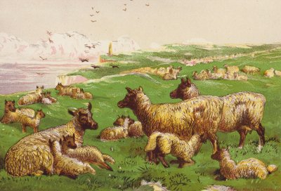 Owce na brzegu morza (kolorowa litografia) autorstwa Harrison William Weir