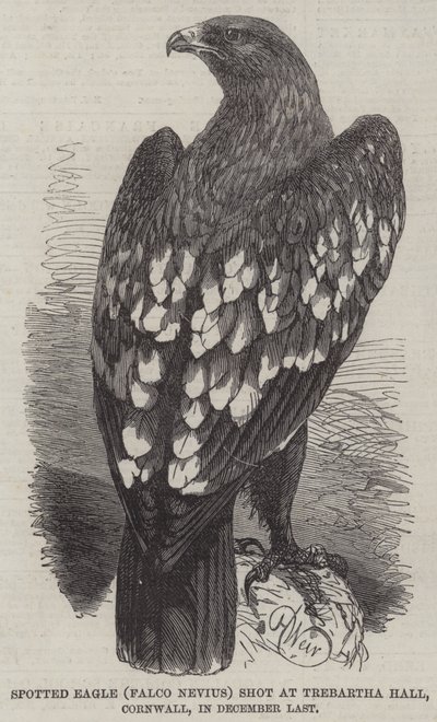 Orlik cętkowany (Falco Nevius) zastrzelony w Trebartha Hall w Kornwalii w grudniu zeszłego roku autorstwa Harrison William Weir