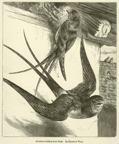 Jaskółki budujące swoje gniazda autorstwa Harrison William Weir