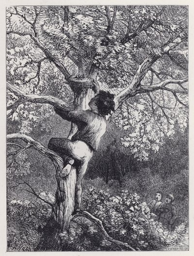 Zabranie gniazda Linnets (grawerunek) autorstwa Harrison William Weir
