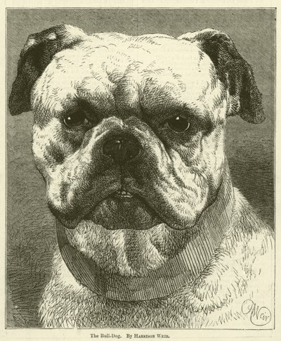 Bull-Dog autorstwa Harrison William Weir