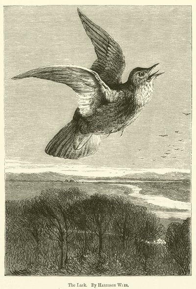 Skowronek autorstwa Harrison William Weir