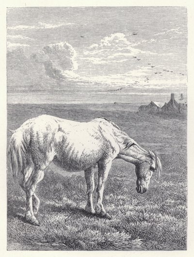 Stary koń (rycina) autorstwa Harrison William Weir