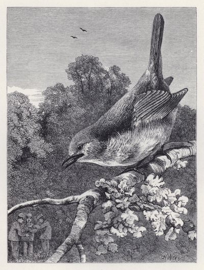 Robin oglądający chłopców z gniazdem (rycina) autorstwa Harrison William Weir