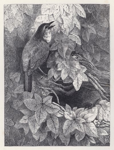 Gniazdo rudzików (rycina) autorstwa Harrison William Weir