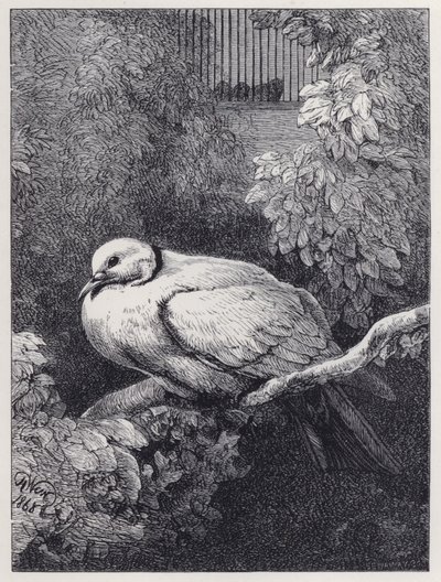 Nieszczęśliwy gołąb (rycina) autorstwa Harrison William Weir