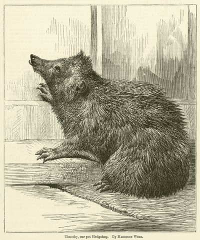 Tymoteusz, nasz zwierzak Jeż autorstwa Harrison William Weir