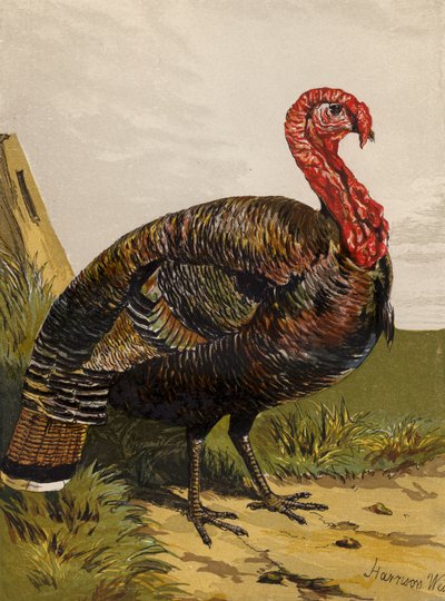 Turcja (chromolit) autorstwa Harrison William Weir