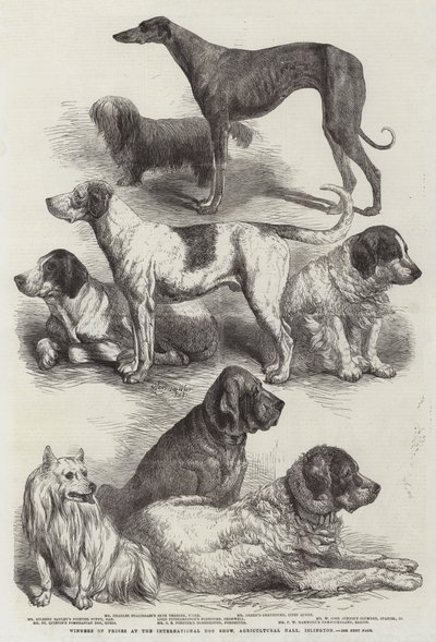 Laureaci Nagród na Międzynarodowej Wystawie Psów Rasowych, Hala Rolnicza, Islington autorstwa Harrison William Weir