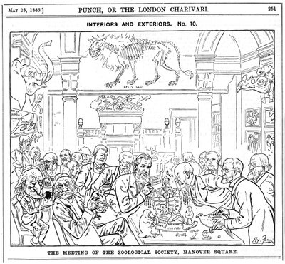 Spotkanie Królewskiego Towarzystwa Zoologicznego, Hanover Square, Londyn, 1885 autorstwa Harry Furniss