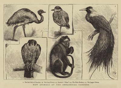 Nowe zwierzęta w ogrodach zoologicznych autorstwa Harry Hamilton Johnston