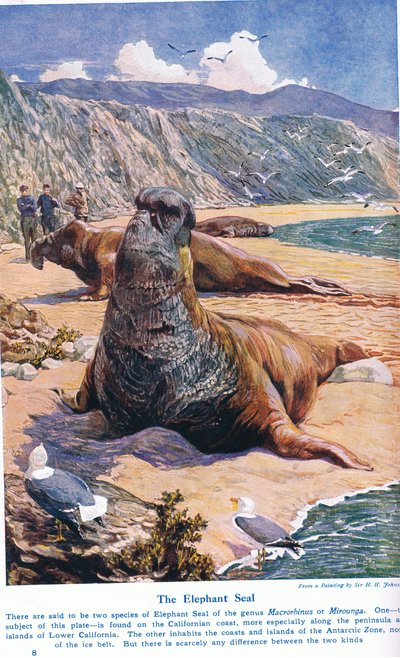 The Elephant Seal, ilustracja z „Wonders of Land and Sea”, wydanej przez Cassell, Londyn, 1914 autorstwa Harry Hamilton Johnston