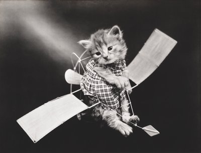 Seria Kitties: Pilot lecący samolotem, ok. 1914 (srebrna odbitka) autorstwa Harry Whittier Frees