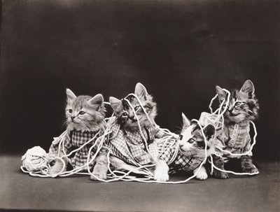 Seria kotków: Tangled in Yarn, ok. 1914 (srebrna odbitka) autorstwa Harry Whittier Frees