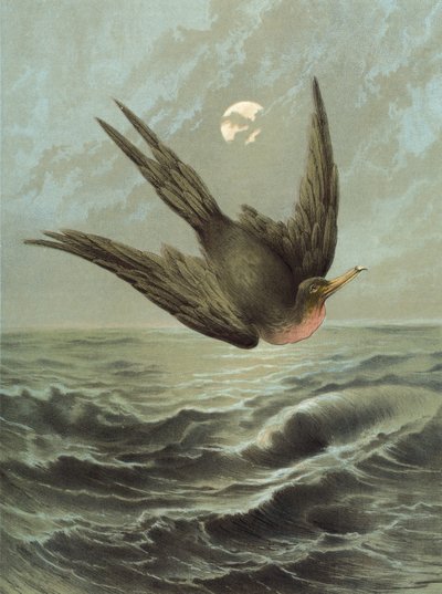 Fregata Ptak (chromolitho) autorstwa Hector Giacomelli