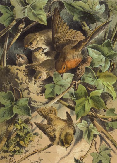 Robin opuszcza gniazdo (chromolitho) autorstwa Hector Giacomelli