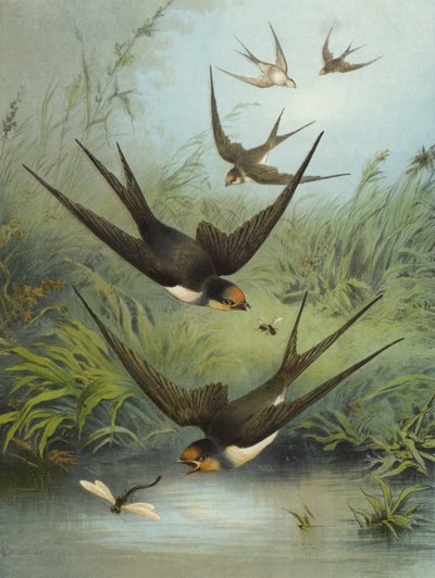Jaskółka (chromolitho) autorstwa Hector Giacomelli