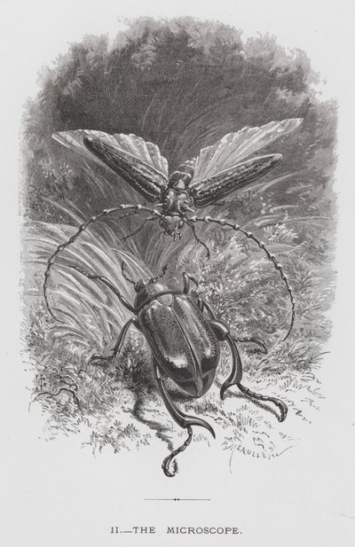 Owad: Mikroskop (rycina) autorstwa Hector Giacomelli