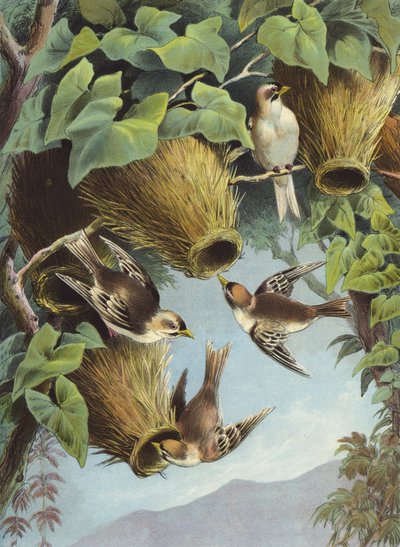 Ptak tkacz (chromolitho) autorstwa Hector Giacomelli