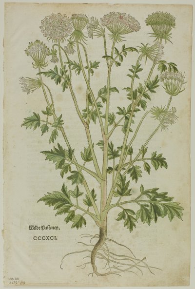 Kartka z Nowego Kreuterbuch Leonharta Fuchsa, tablica 97 Drzeworyty z ksiąg XVI w. autorstwa Heinrich Füllmaurer