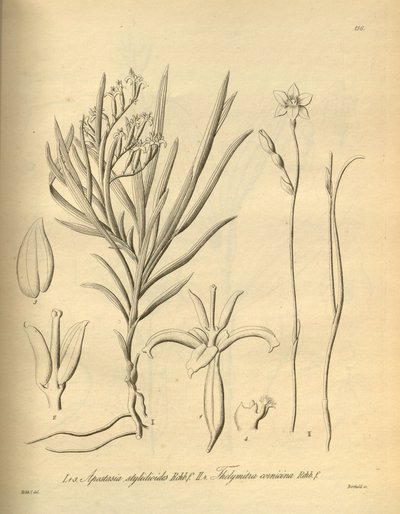 Apostasia wallichii (jako Apostasia stylidioides) - Thelymitra cornicina autorstwa Heinrich Gustav Reichenbach