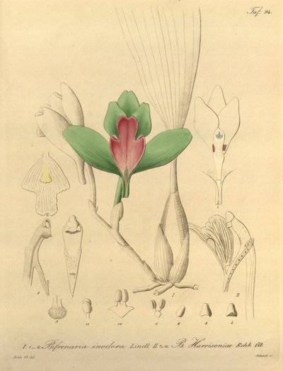 Bifrenaria bez zapachu + harrisonia autorstwa Heinrich Gustav Reichenbach