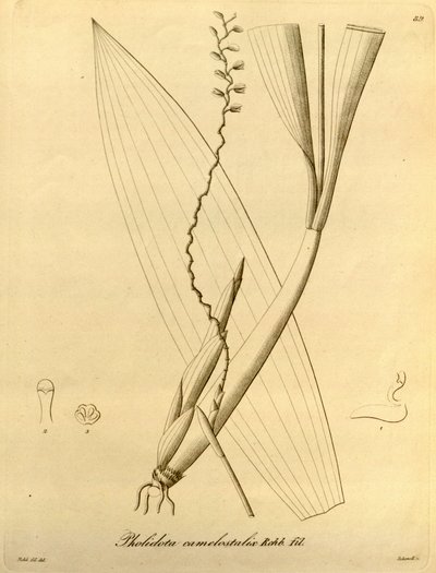 Ilustracja Pholidota camelostalix autorstwa Heinrich Gustav Reichenbach