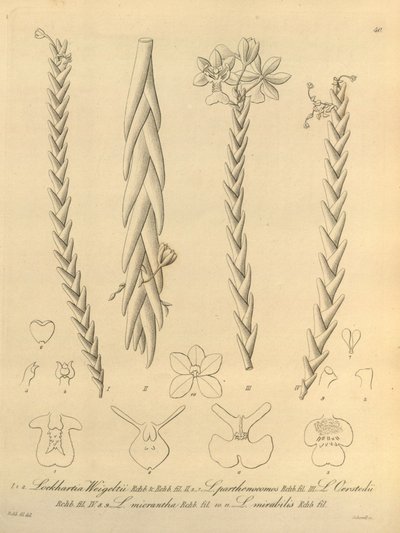 Lockhartia - Xenia vol 1 (1858) fig 40 autorstwa Heinrich Gustav Reichenbach