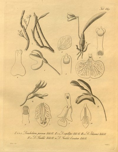 Ten plik pochodzi z Biblioteki Dziedzictwa Bioróżnorodności i jest dostępny w Internecie pod adresem: biodiversitylibrary.org/page/698365 autorstwa Heinrich Gustav Reichenbach