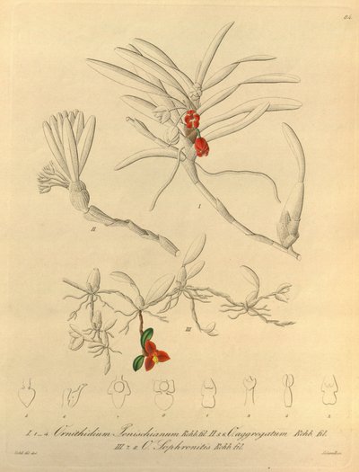 Ten plik pochodzi z Biblioteki Dziedzictwa Bioróżnorodności i jest dostępny online pod adresem: biodiversitylibrary.org/page/696484 autorstwa Heinrich Gustav Reichenbach