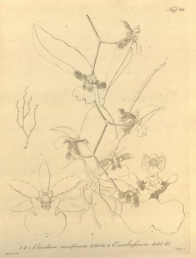 Ten plik pochodzi z Biblioteki Dziedzictwa Bioróżnorodności i jest dostępny online pod adresem: biodiversitylibrary.org/page/696498 autorstwa Heinrich Gustav Reichenbach