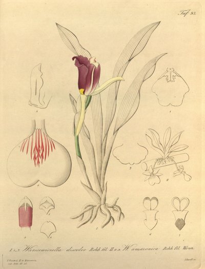Ten plik pochodzi z Biblioteki Dziedzictwa Bioróżnorodności i jest dostępny online pod adresem: biodiversitylibrary.org/page/696493 autorstwa Heinrich Gustav Reichenbach