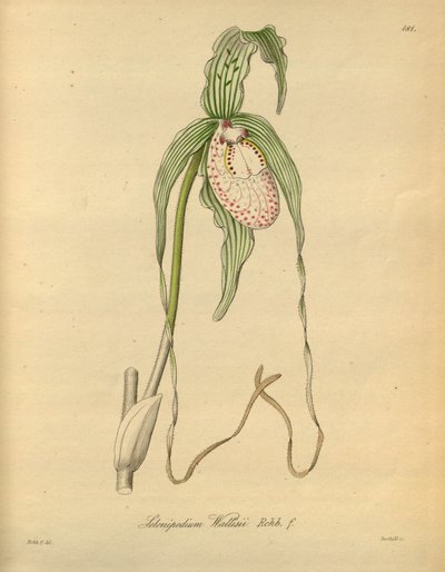Ten plik pochodzi z Biblioteki Dziedzictwa Bioróżnorodności i jest dostępny online pod adresem: biodiversitylibrary.org/page/698377 autorstwa Heinrich Gustav Reichenbach