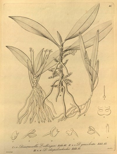Ten plik pochodzi z Biblioteki Dziedzictwa Bioróżnorodności i jest dostępny w Internecie pod adresem: biodiversitylibrary.org/page/696486 autorstwa Heinrich Gustav Reichenbach