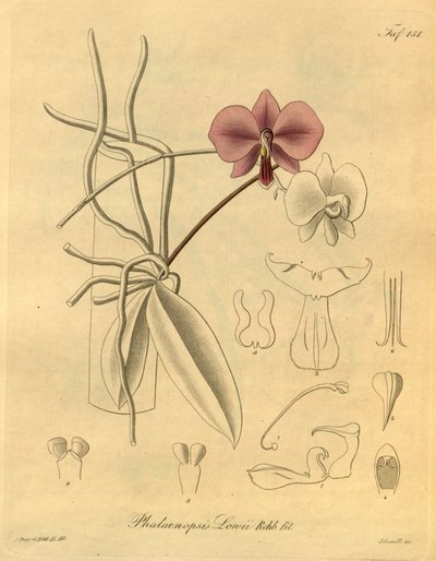 Ten plik pochodzi z Biblioteki Dziedzictwa Bioróżnorodności i jest dostępny online pod adresem: biodiversitylibrary.org/page/698347 autorstwa Heinrich Gustav Reichenbach