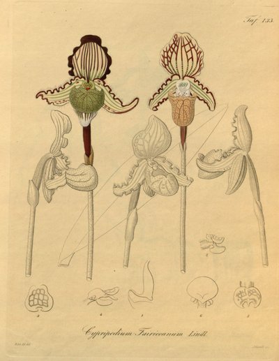Ten plik pochodzi z Biblioteki Dziedzictwa Bioróżnorodności i jest dostępny online pod adresem: biodiversitylibrary.org/page/698329 autorstwa Heinrich Gustav Reichenbach