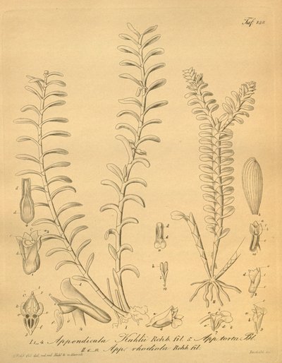 lustracje Appendicula kuhlii autorstwa Heinrich Gustav Reichenbach