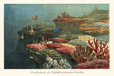 Starożytne rafy koralowe na dnie oceanu. autorstwa Heinrich Harder