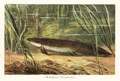 Wymarły Ceratodus latissimus wśród trzcin na dnie oceanu. autorstwa Heinrich Harder