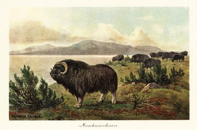 Piżmowół lub wół piżmowy, Ovibos moschatus., 1908 (Drukuj) autorstwa Heinrich Harder