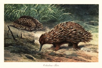Kolczatka krótkodzioba, Tachyglossus aculeatus, żeruje na pokarm. autorstwa Heinrich Harder