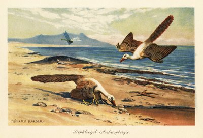 Dwa Archaeopteryx żerują na brzegu. autorstwa Heinrich Harder