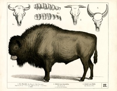  autorstwa Heinrich Leutemann
