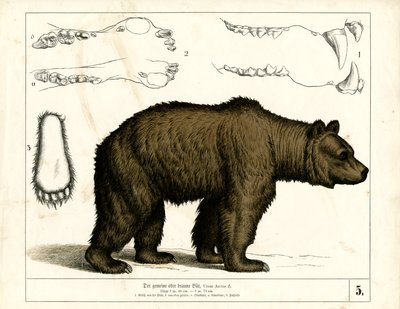 Niedźwiedź brunatny ze szczegółami anatomicznymi autorstwa Heinrich Leutemann