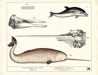  autorstwa Heinrich Leutemann