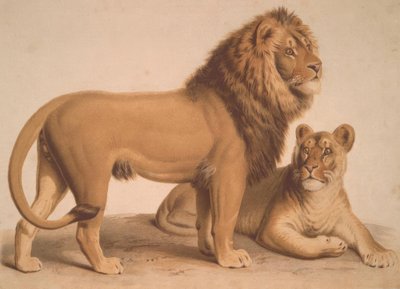 Lew / Felis Leo autorstwa Heinrich Leutemann