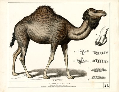  autorstwa Heinrich Leutemann